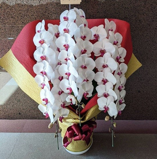 《PC_0002 胡蝶蘭》【特選】白・ピンク 3本立て