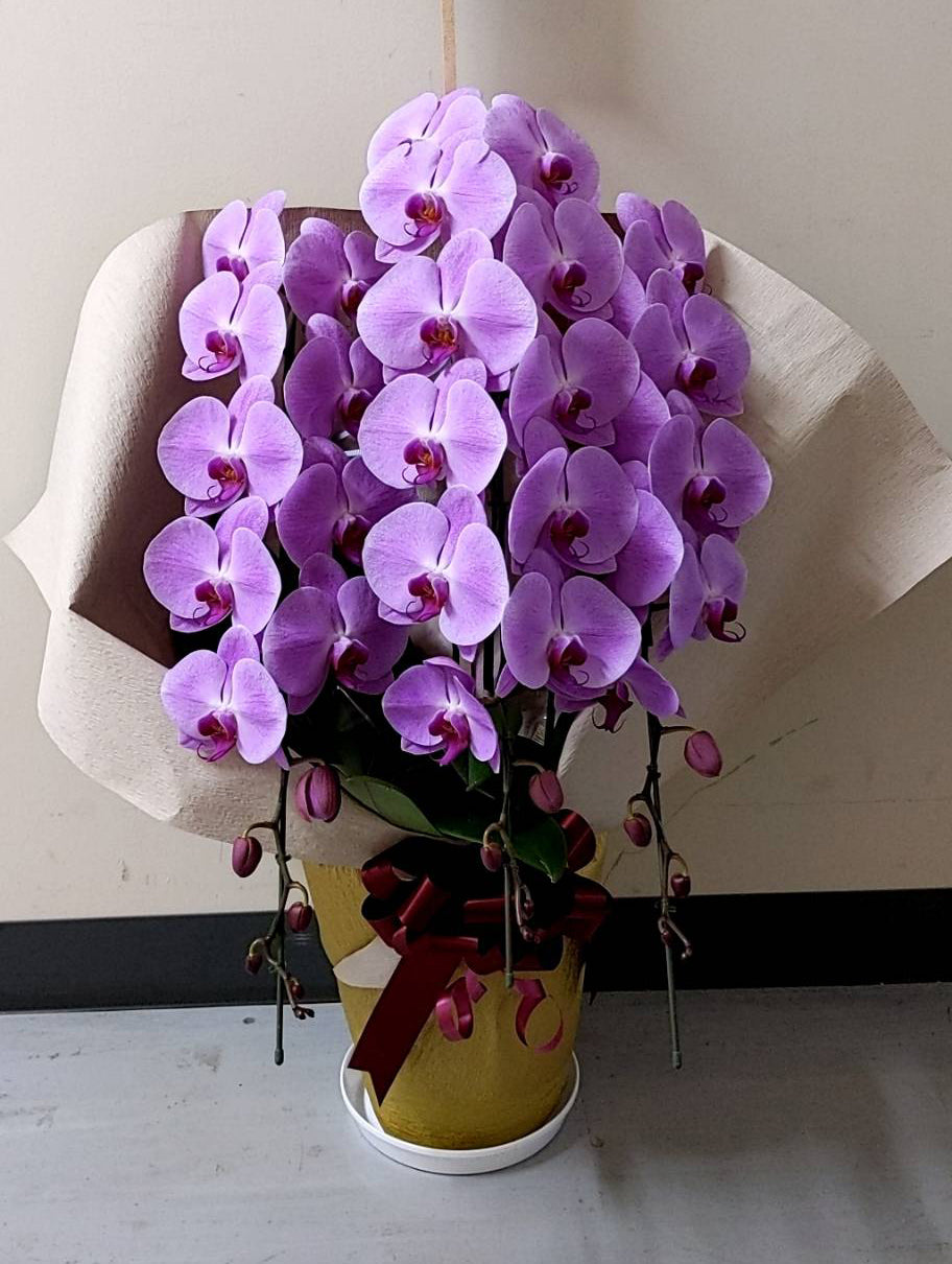 《PC_0003 胡蝶蘭》【特選】大輪 ピンク 3本立て