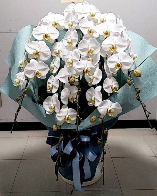 《PC_0004 胡蝶蘭》【特選】大輪 白 5本立て