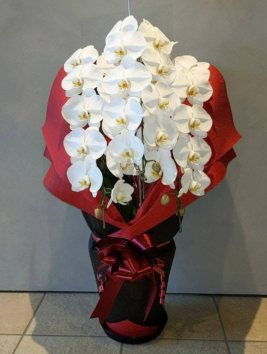 《PC_0005 胡蝶蘭》大輪 白 3本立て