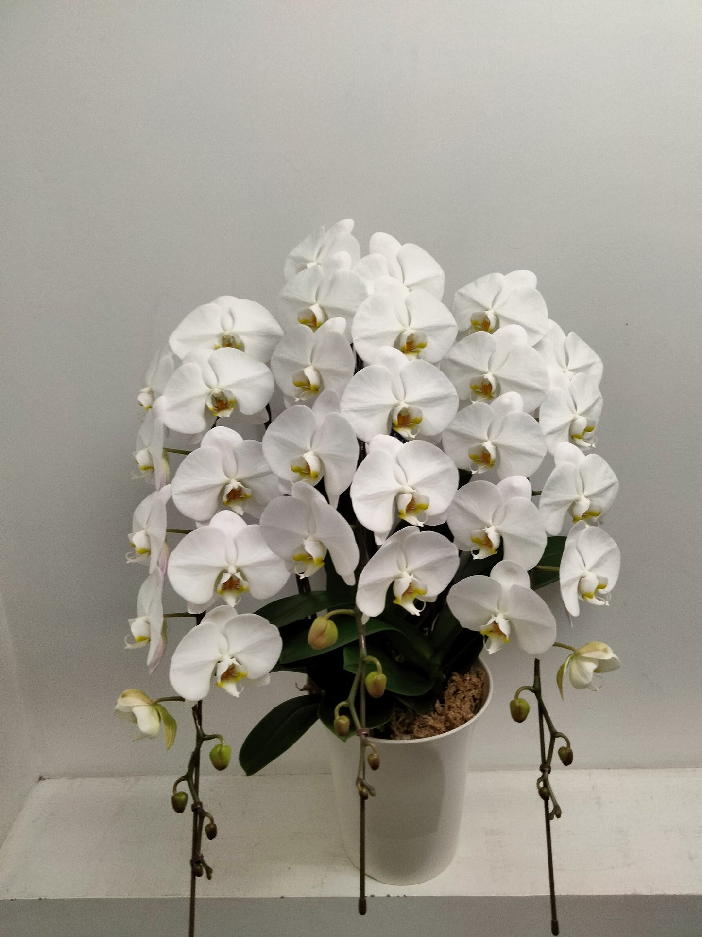 《PC_0006 胡蝶蘭》大輪 白 3本立て