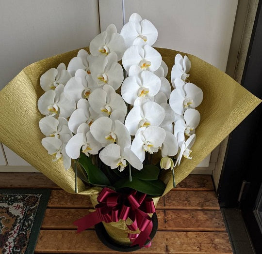 《PC_0007 胡蝶蘭》大輪 白 3本立て