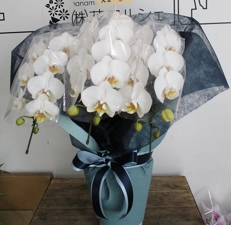 《PC_0009 胡蝶蘭》大輪 白 3本立て