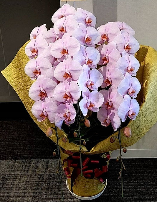 《PC_0010 胡蝶蘭》大輪 淡いピンク 3本立て