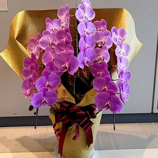 《PC_0011 胡蝶蘭》大輪 濃いピンク 3本立て