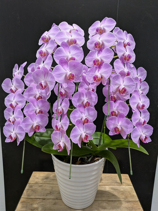 《PC_0012 胡蝶蘭》中輪 ピンク（ナオミ） 5本立て