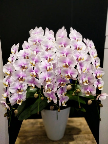 《PC_0013 胡蝶蘭》中輪 淡いピンク（ルーパン） 5本立て