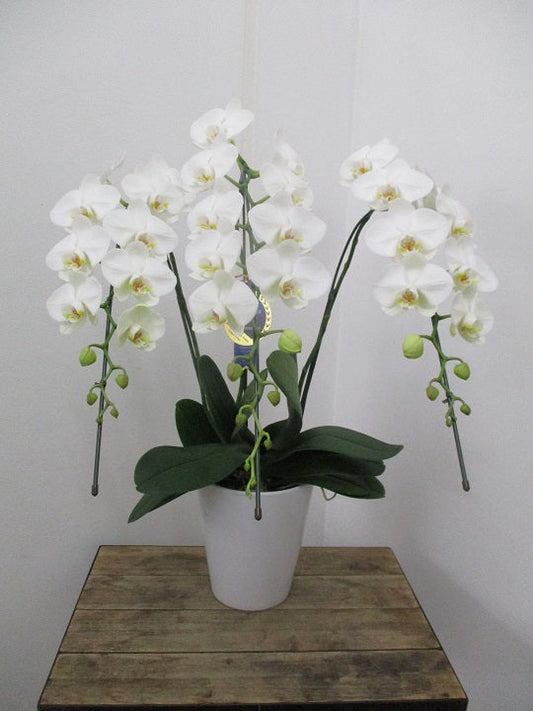 《PC_0014 胡蝶蘭》中大輪 白（ホワイトロッキー）3本立て