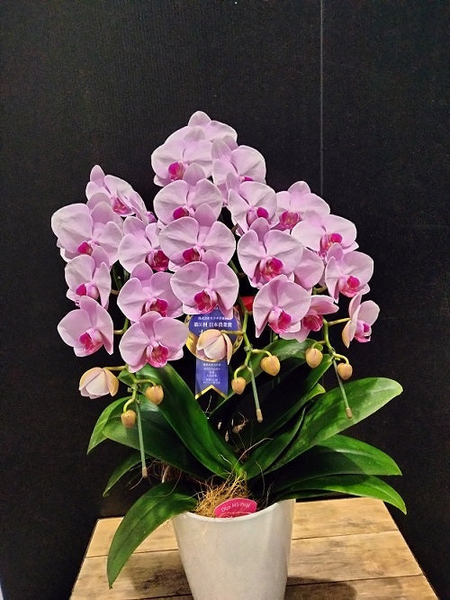 《PC_0015 胡蝶蘭》中輪 ピンク（モモ）