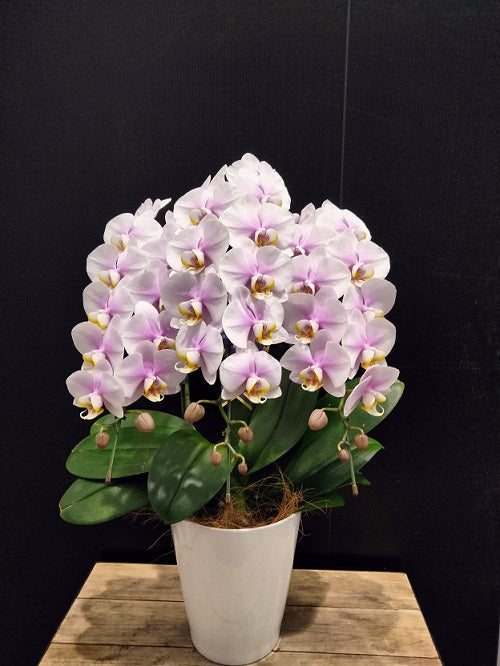 《PC_0016 胡蝶蘭》中輪 淡いピンク（ルーパン） 3本立て