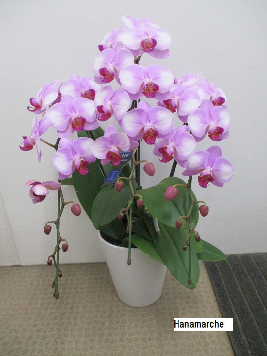 《PC_0018 胡蝶蘭》中輪 ピンク 3本立て