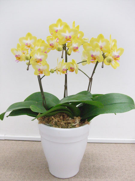 《PC_0021 胡蝶蘭》中輪 キイロ（レモンパイ） 3本立て