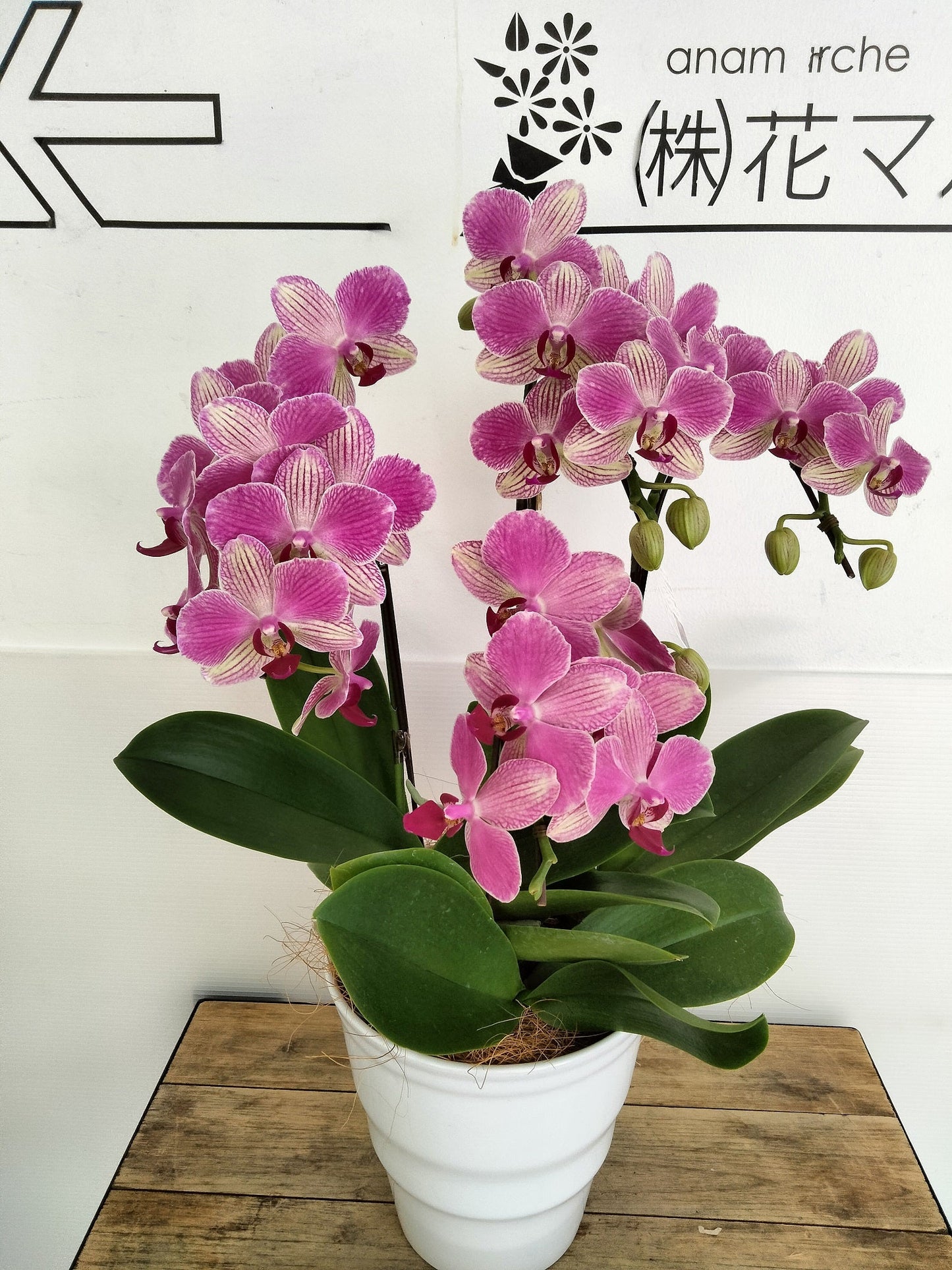 《PC_0022 胡蝶蘭》中輪 複色（パレルモ） 3本立て