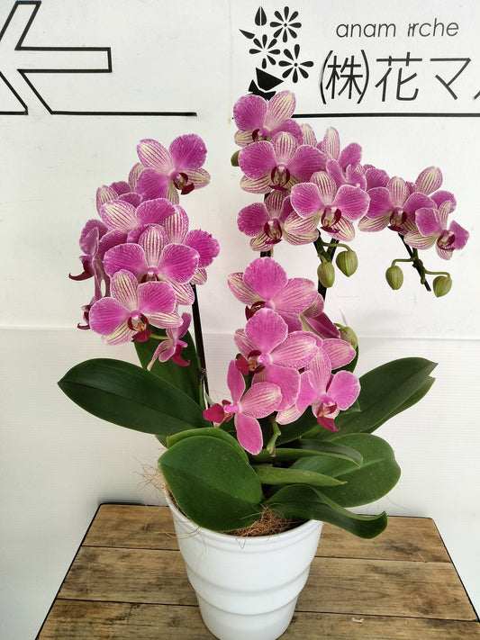 《PC_0022 胡蝶蘭》中輪 複色（パレルモ） 3本立て