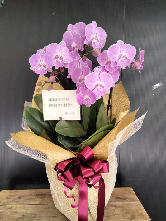 《PC_0025 胡蝶蘭》中輪 ピンク 3本立て