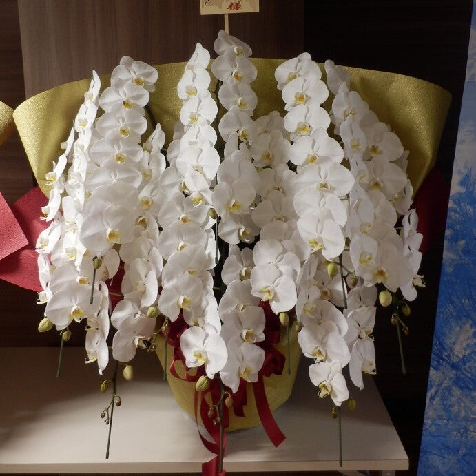 《PC_0027 胡蝶蘭》大輪 白 10本立て