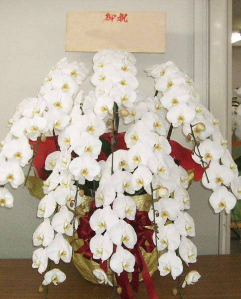 《PC_0028 胡蝶蘭》【特選】大輪 白 10本立て