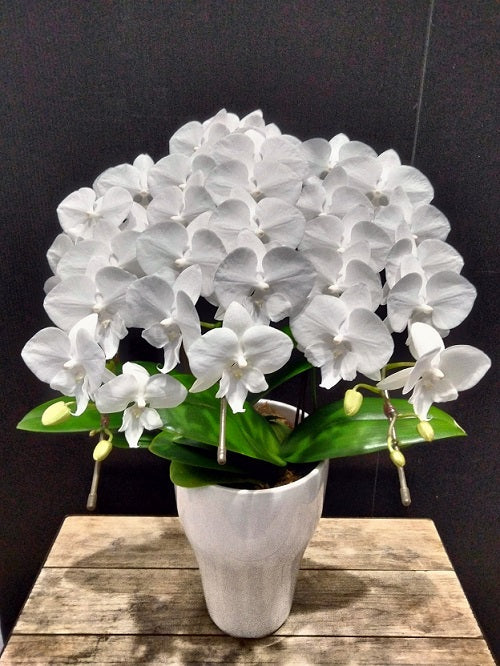 《PC_0031 胡蝶蘭》中輪 白（氷晶）