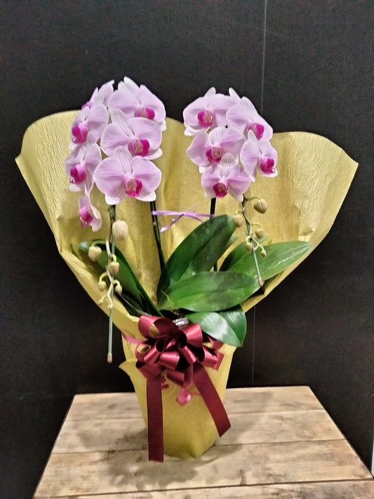 《PC_0032 胡蝶蘭》ミディ  2本立て