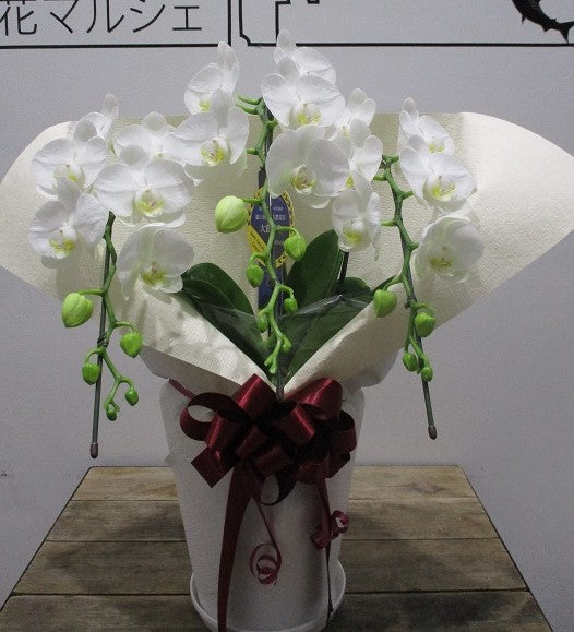 《PC_0034 胡蝶蘭》葬儀・お供え向け