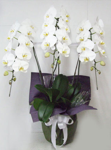 《PC_0036 胡蝶蘭》葬儀・お供え向け
