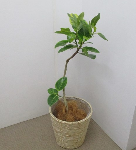 観葉植物 札幌のお花屋さん 花マルシェ